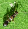 Anastatus catalonicus